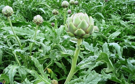 Hình ảnh cây Actisô