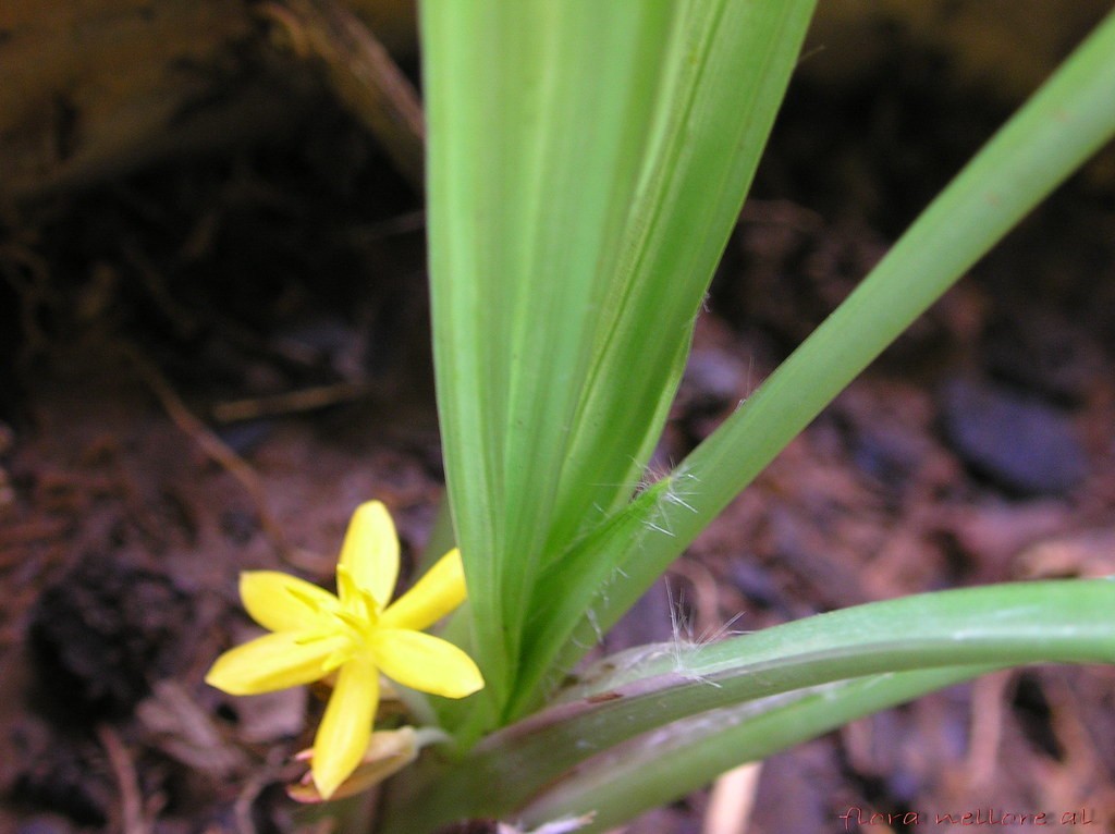 Cây sâm cau - Ảnh minh họa