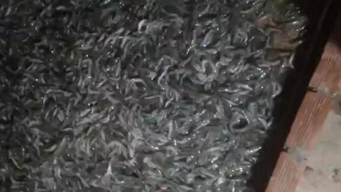 Tôm chết nổi trắng ao ở Cà Mau, nghi bị đầu độc