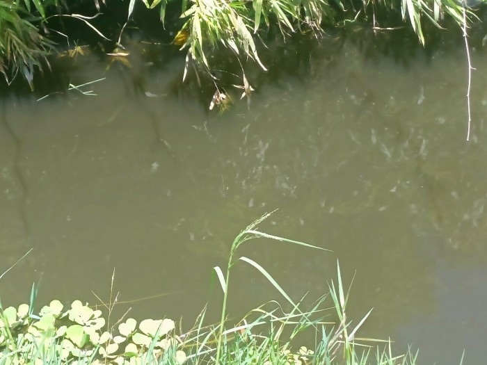 Nước sông 26/3 bị ô nhiễm nghiêm trọng