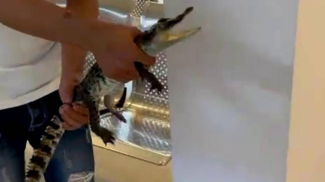 Thực hư chuyện cá sấu xuất hiện trong triều cường ở Cần Thơ?