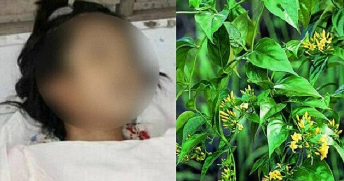 Người bị ngộ độc lá ngón có các triệu chứng buồn nôn, khát nước, đau họng, chóng mặt, hoa mắt sau đó ngừng hô hấp, ngừng tim.