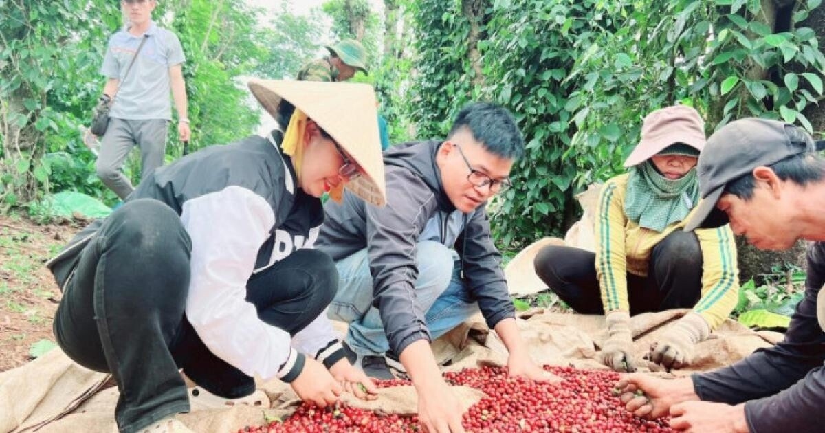 Y Pốt Niê (đeo kính) cùng nông dân chọn những quả cà phê chín mọng trước khi đưa về chế biến, tạo ra sản phẩm cà phê được ưa chuộng trên thị trường. Ảnh: N.H