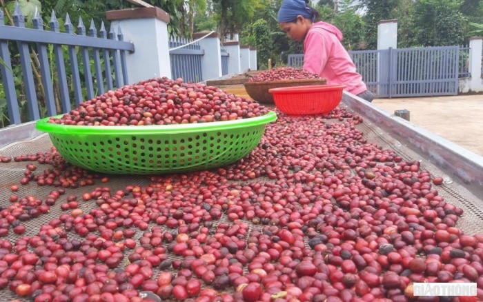 Từ công đoạn chăm sóc, thu hoạch, chọn quả đều được thực hiện tỉ mỉ Ảnh: N.H