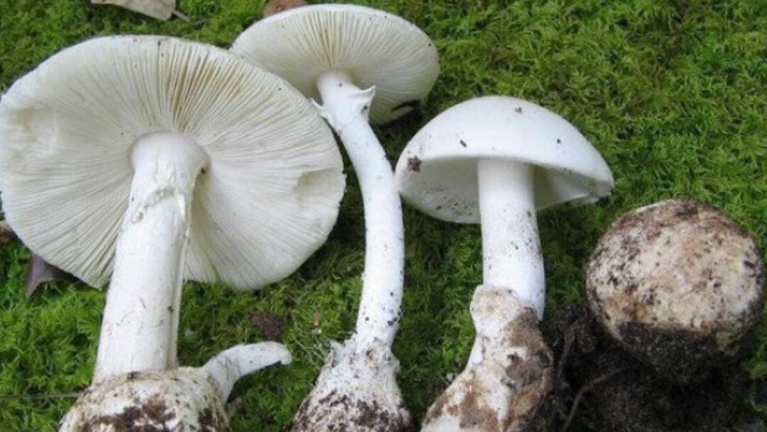 Cảnh báo vào “mùa” ngộ độc nấm chứa độc tố