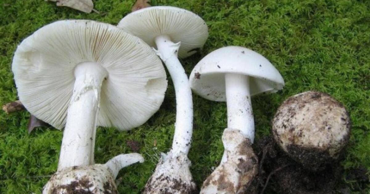 Một loại nấm độc thường gặp trong các ca ngộ độc phải nhập viện