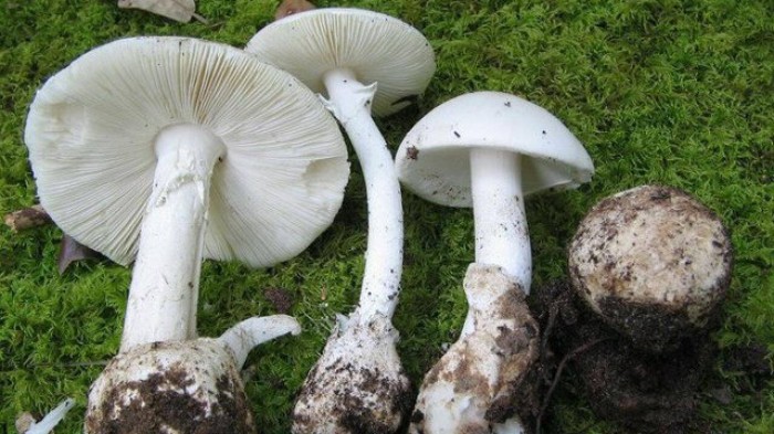 Loại nấm trắng rất độc
