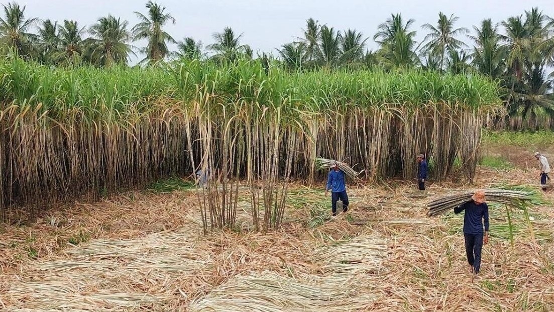 Nông dân ĐBSCL thở phào sau nhiều năm thua lỗ vì trồng mía