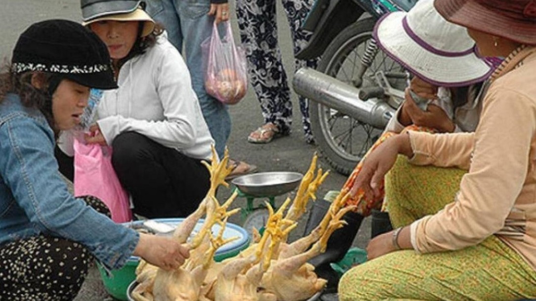 Virus cúm gia cầm A/H5N1 khiến 1 người tử vong ở Campuchia có đáng ngại?