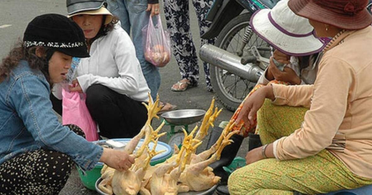 Hầu hết ca nhiễm cúm A/H5N1 xảy ra khi con người tiếp xúc trực tiếp với gia cầm mắc bệnh (ảnh minh họa)