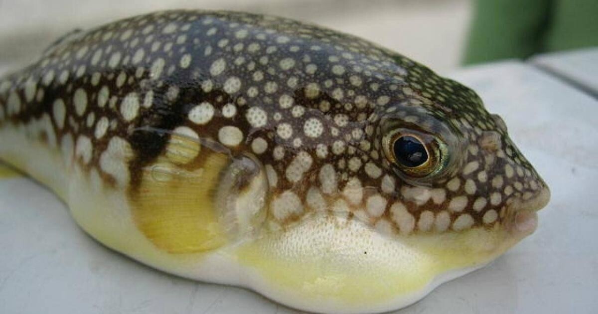 Cá nóc nếu không chế biến đúng cách sẽ mang nhiều độc tố.