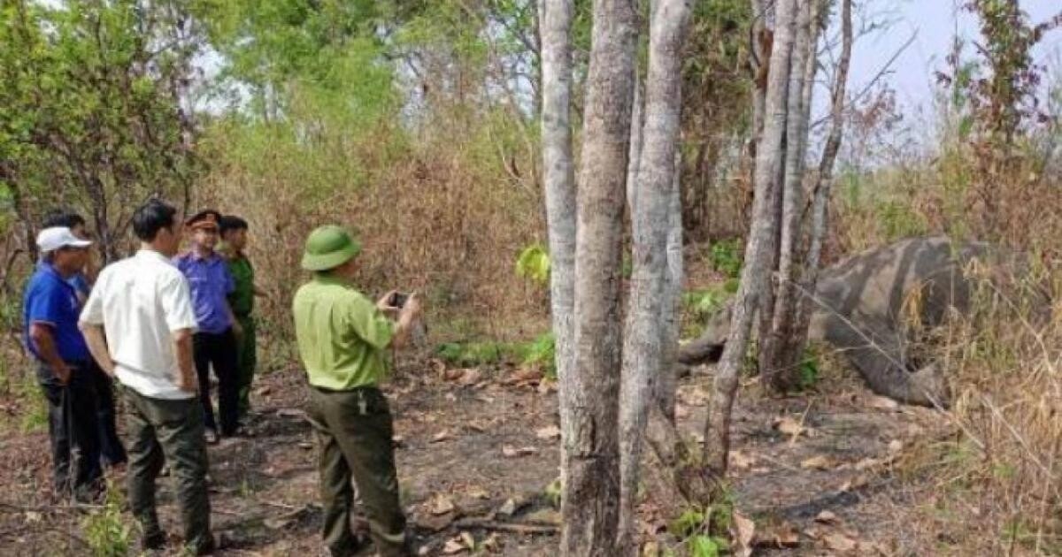 Voi H'Pul ở Buôn Đôn (Đắk Lắk) chết ở tuổi 49.