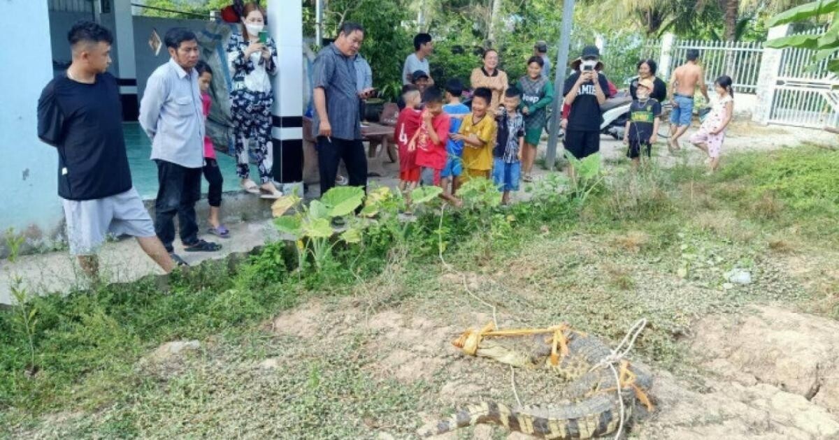 Người dân đến xem con cá sấu vừa bắt được
