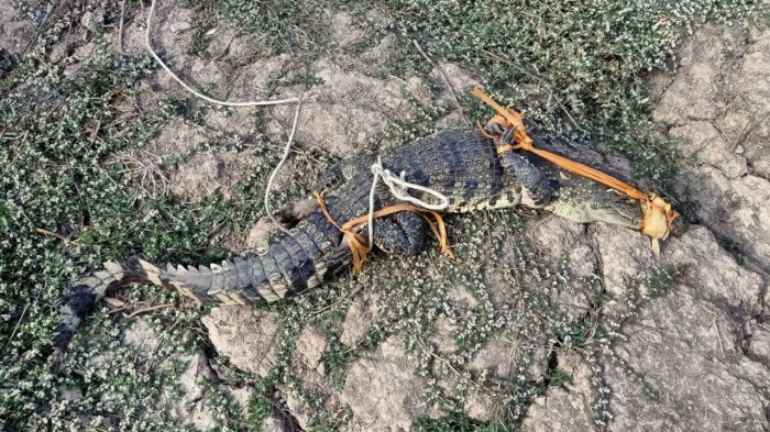 Con cá sấu nặng khoảng 20kg được người dân vây bắt trong đêm khuya