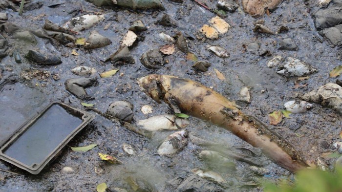 Lượng cá chết chủ yếu là cá rô phi, diêu hồng, thậm chí có cả một số con cá lớn cũng phơi mình trên mặt kênh.