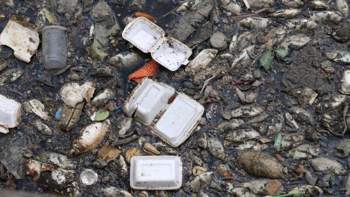 Trước tình trạng trên, nhiều công nhân thuộc công ty môi trường đô thị đã được điều động dùng thuyền đi dọc kênh để vớt xác cá và rác thải.