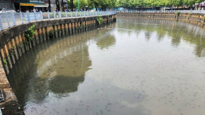 Lượng cá chết chủ yếu là cá rô phi, diêu hồng, thậm chí có cả một số con cá lớn cũng phơi mình trên mặt kênh.