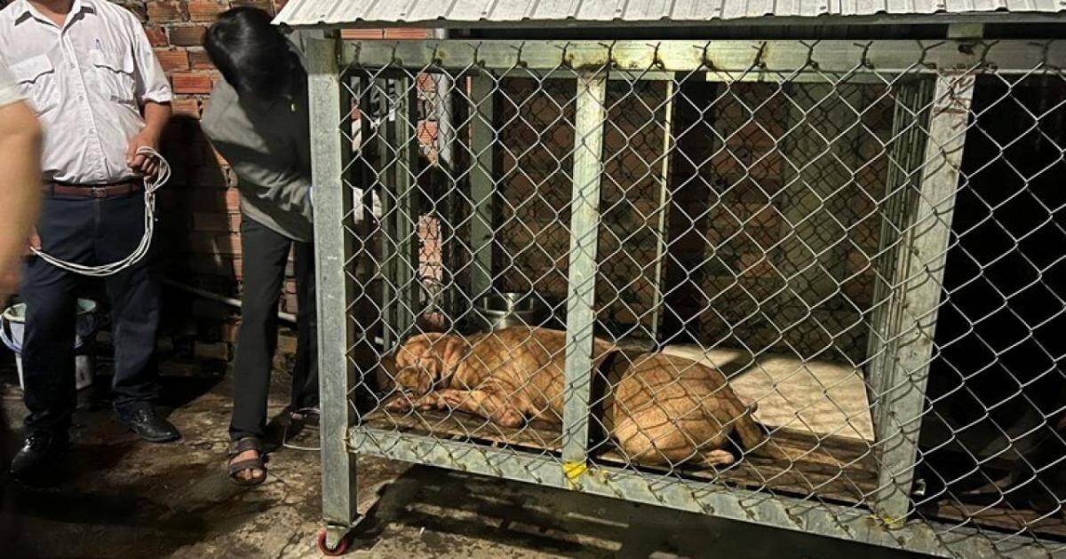 Con chó bị nhốt lại sau khi đã cắn chết cụ bà