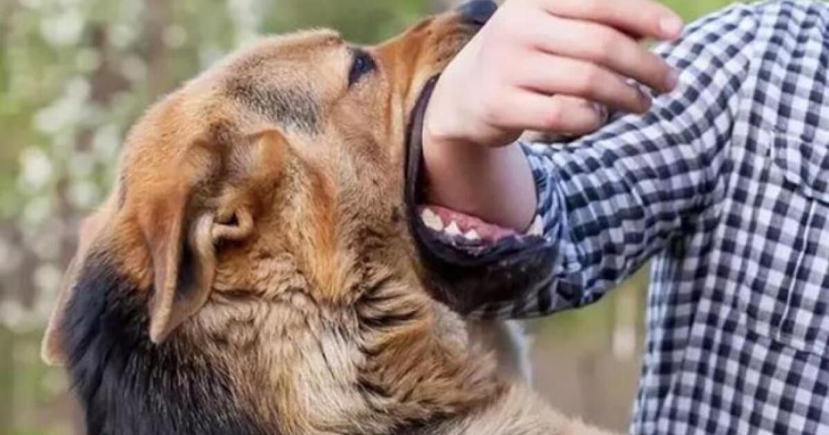 Bị chó dại cắm, cháu bé 3 tuổi ở Quảng Bình tử vong (Ảnh minh họa)