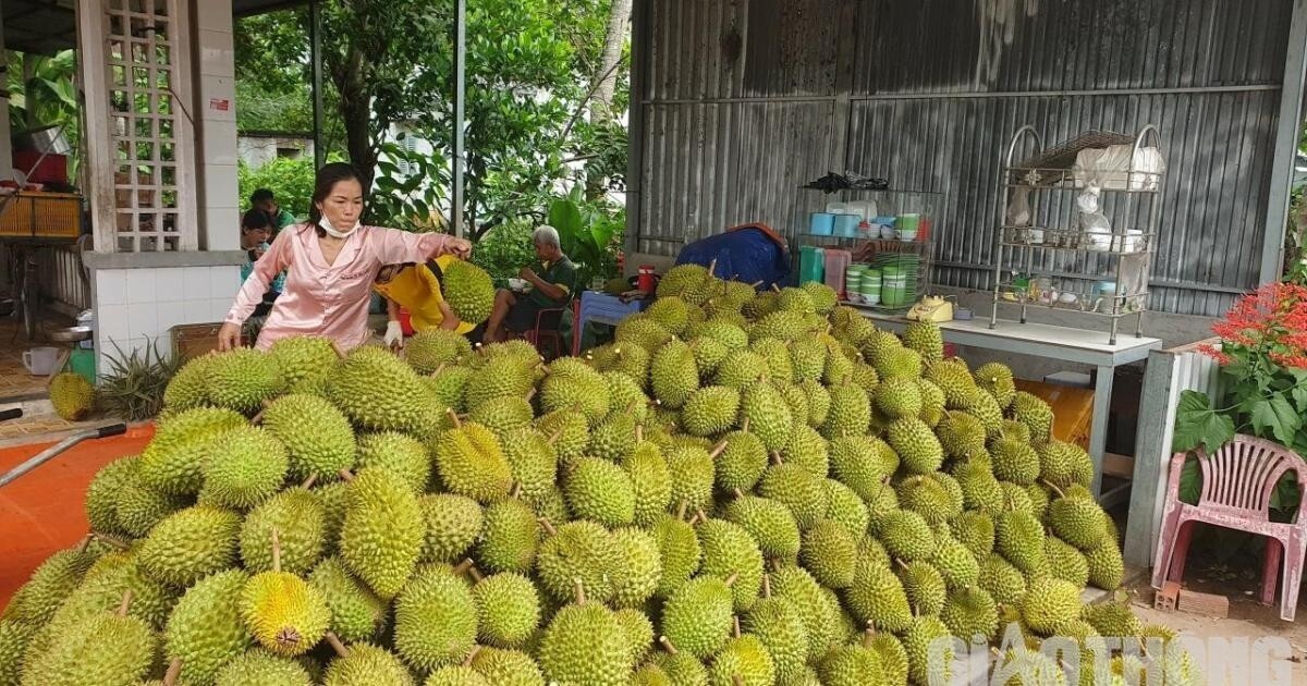 Năm nay, sầu riêng được mùa lẫn được giá