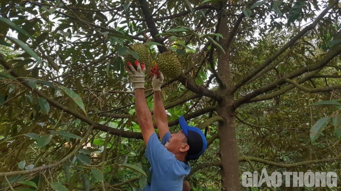 Nông dân thu hoạch sầu riêng