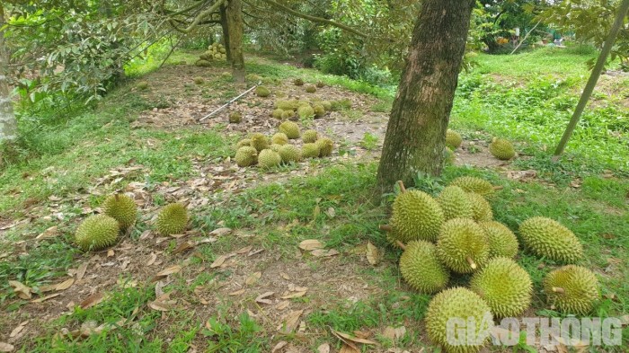 Sầu riêng thu hoạch khi trái sắp chín, do đó cần xử lý để trái chín đều