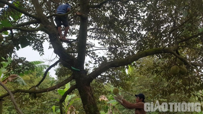 Sầu riêng đang vào chính vụ ở miền Tây