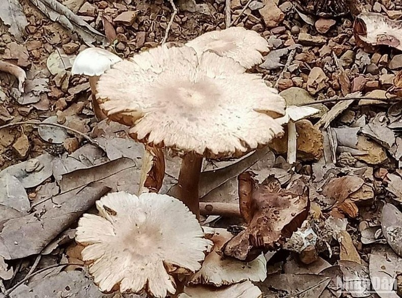 Loại nấm mà anh Y.Đ.W.P hái về ăn gây ngộ độc.