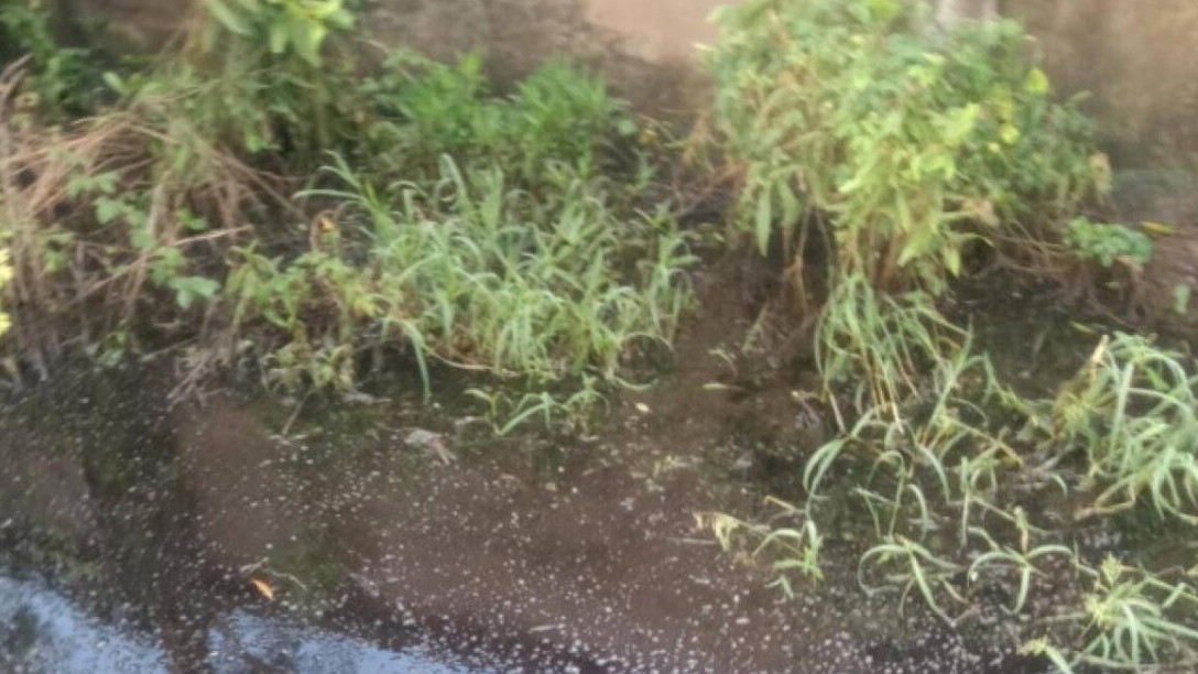 Tôm cua nuôi bị chết hàng loạt vì vỡ bờ bao nhà máy rác thải