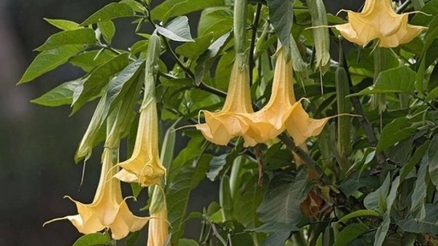 8 người suýt mất mạng vì ăn món hoa chuông xào trứng gà