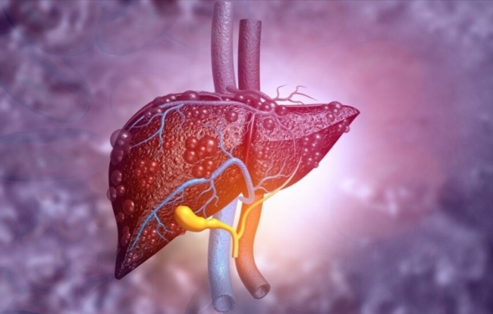 Gan là cơ quan trọng yếu, đảm nhiệm hơn 500 chức năng thiết yếu cho cơ thể. (Ảnh minh họa)