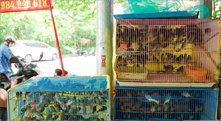 Phóng sinh sai cách: Việc thiện thành bất thiện