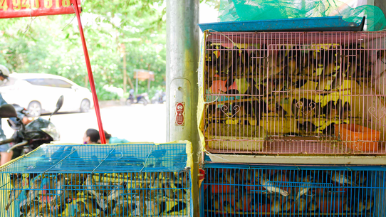 Phóng sinh sai cách: Việc thiện thành bất thiện