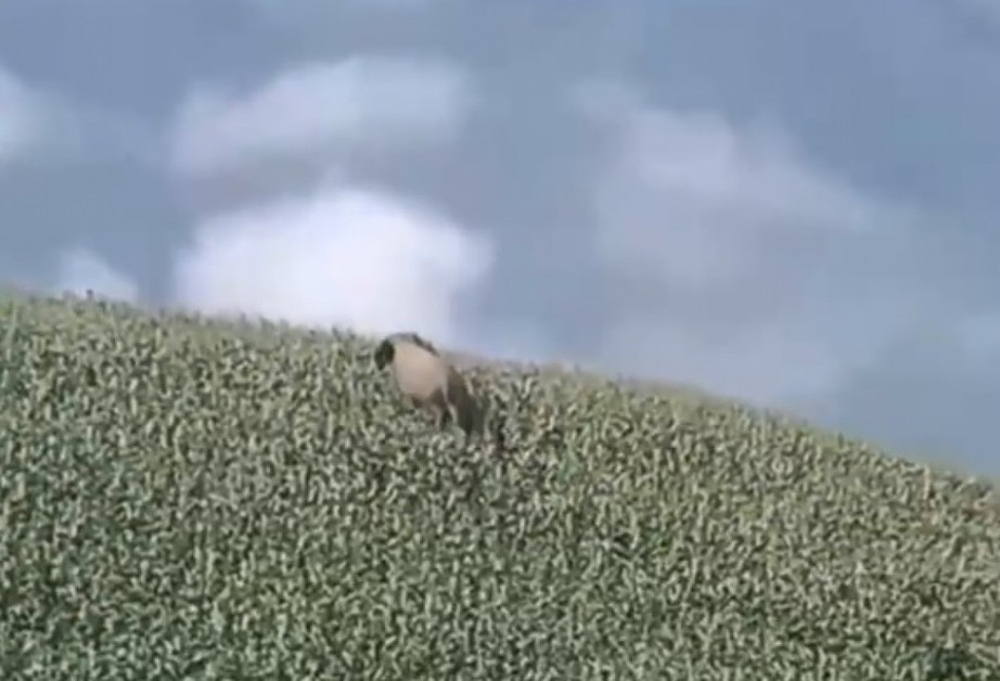 Phát hiện voi rừng trên nương ngô ở Sơn La