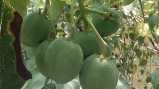 Sức khỏe 40 học sinh Điện Biên bị ngộ độc do ăn quả vông hiện ra sao?