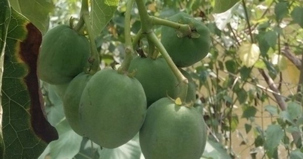 Quả vông là loại quả có vị ngọt, bùi như hạt mít luộc, nhưng ăn vào sẽ bị ngộ độc