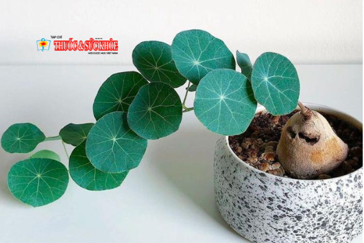 Cây Bình vôi (ảnh minh họa)