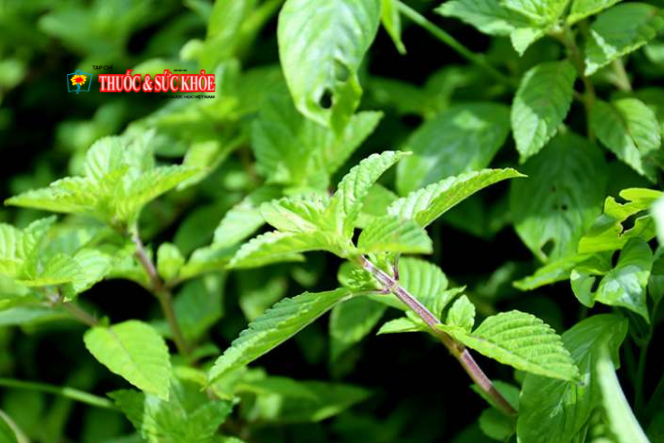 Cây Thạch đen - Ảnh minh họa