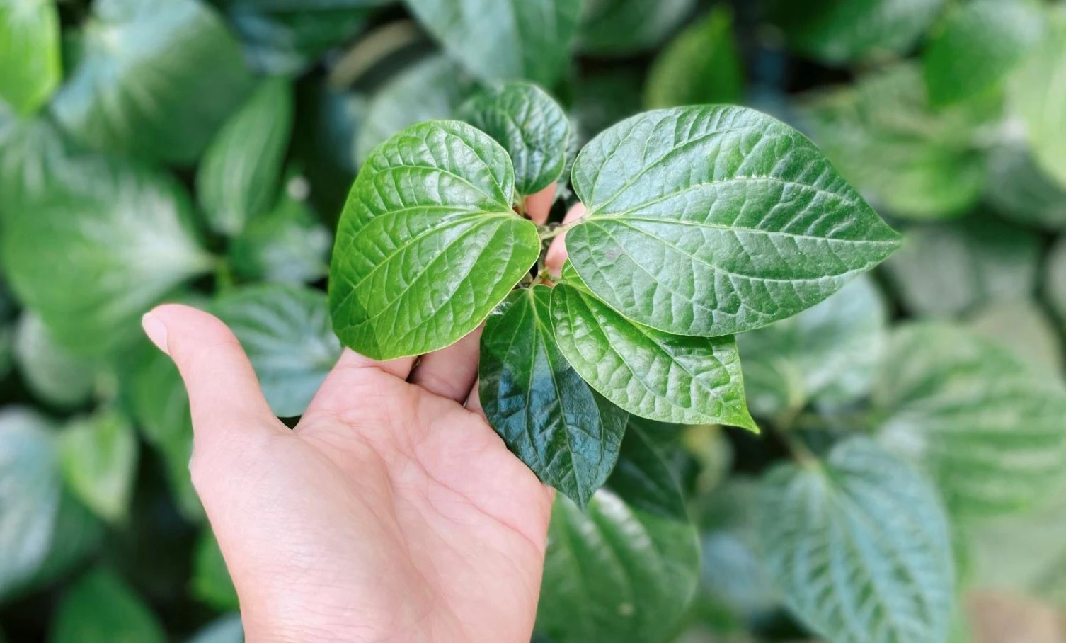 Bất ngờ với công dụng chữa bệnh của loại lá mọc dại trong vườn