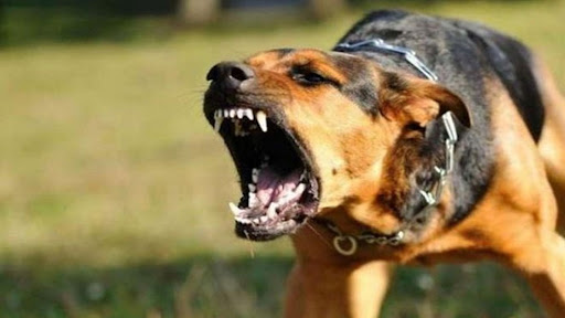 Chó thả rông cắn liên tiếp 7 người ở Phú Yên