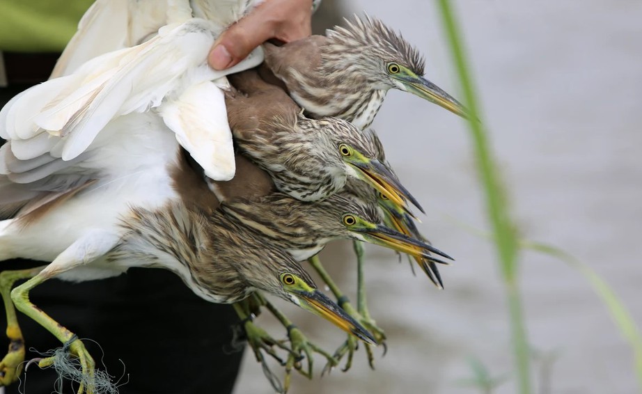 Bộ Y tế nói gì về ca nhiễm cúm A/H5 đầu tiên trong năm tử vong?