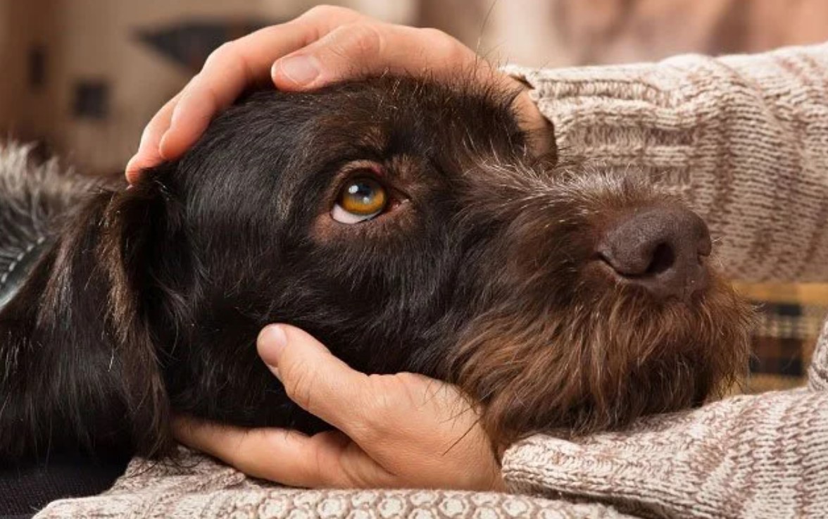 Ôm ấp thú cưng, coi chừng nhiễm ấu trùng giun chó, mèo