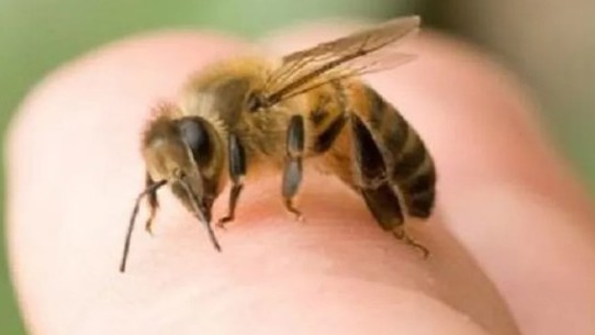 Liên tiếp trẻ nhập viện vì ong vò vẽ đốt