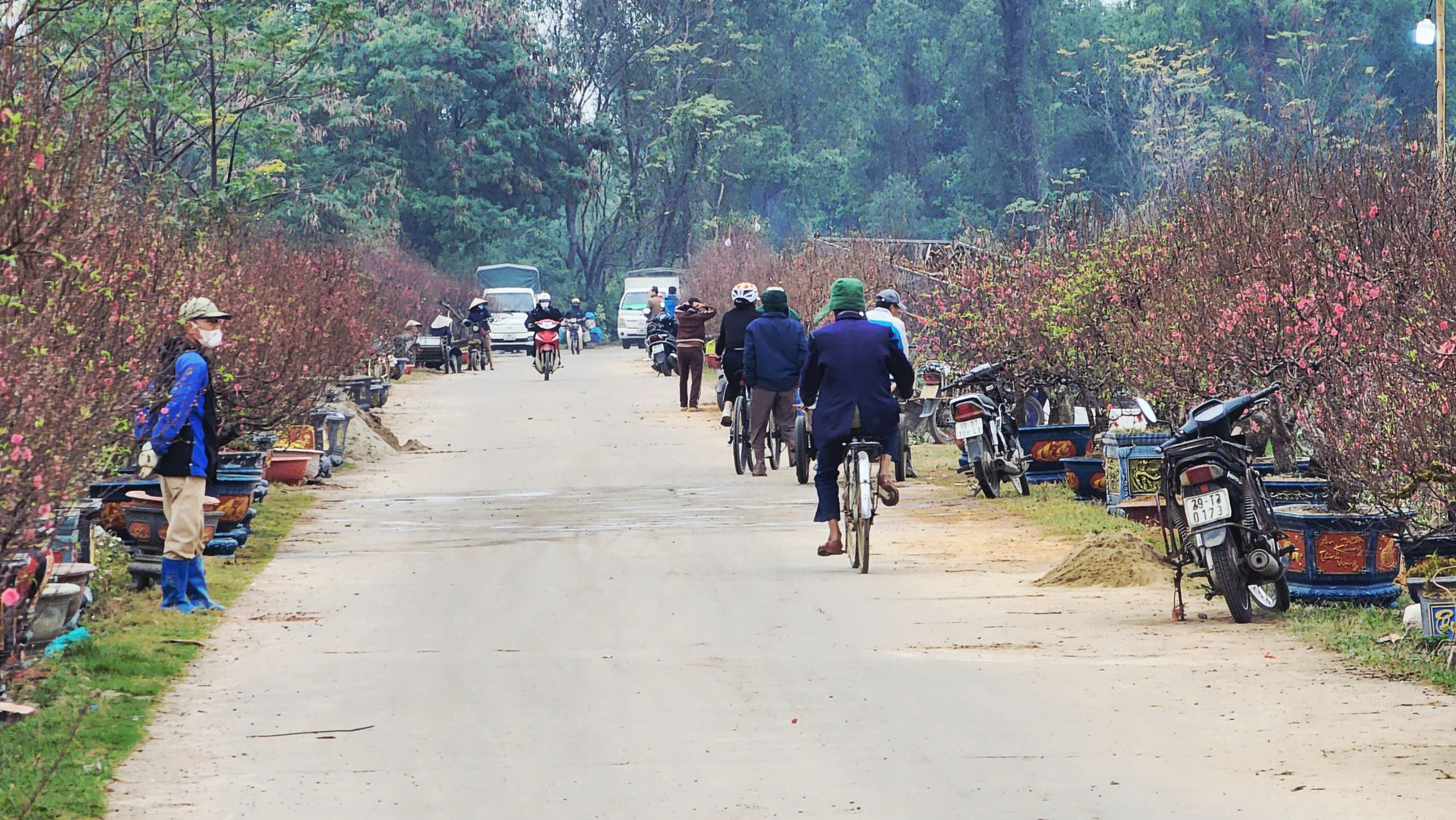 "Làng đào Nhật Tân trên đất Kinh Bắc" nhộn nhịp vào vụ Tết