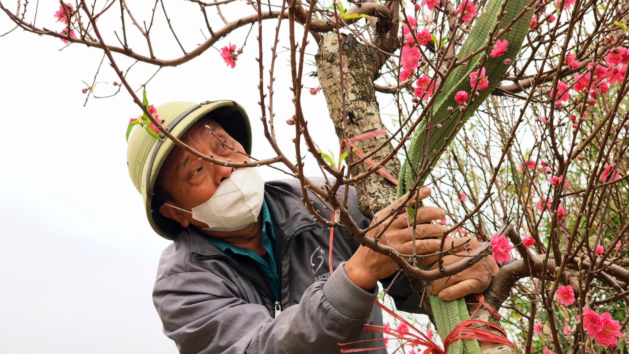 "Làng đào Nhật Tân trên đất Kinh Bắc" nhộn nhịp vào vụ Tết