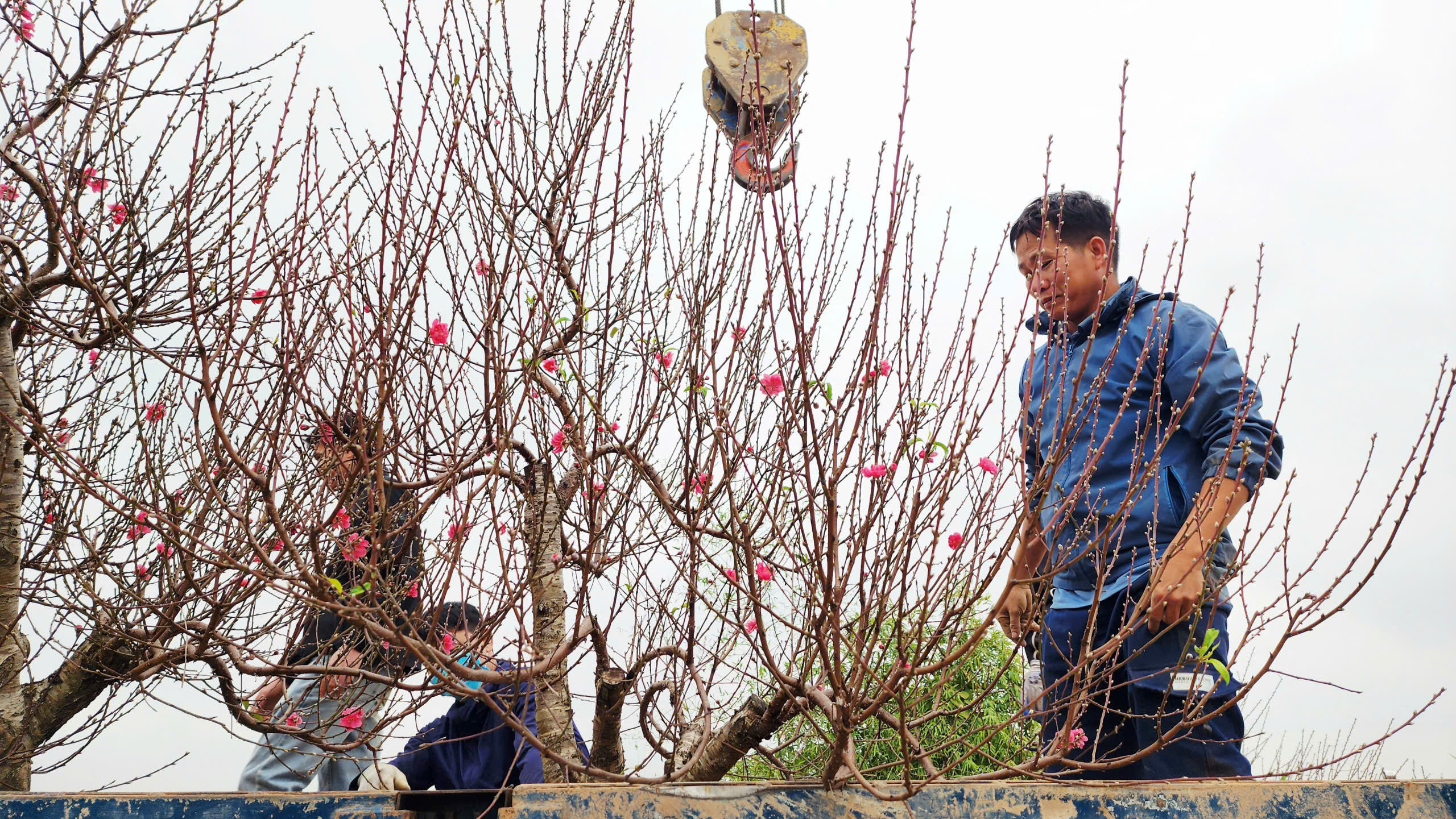 "Làng đào Nhật Tân trên đất Kinh Bắc" nhộn nhịp vào vụ Tết