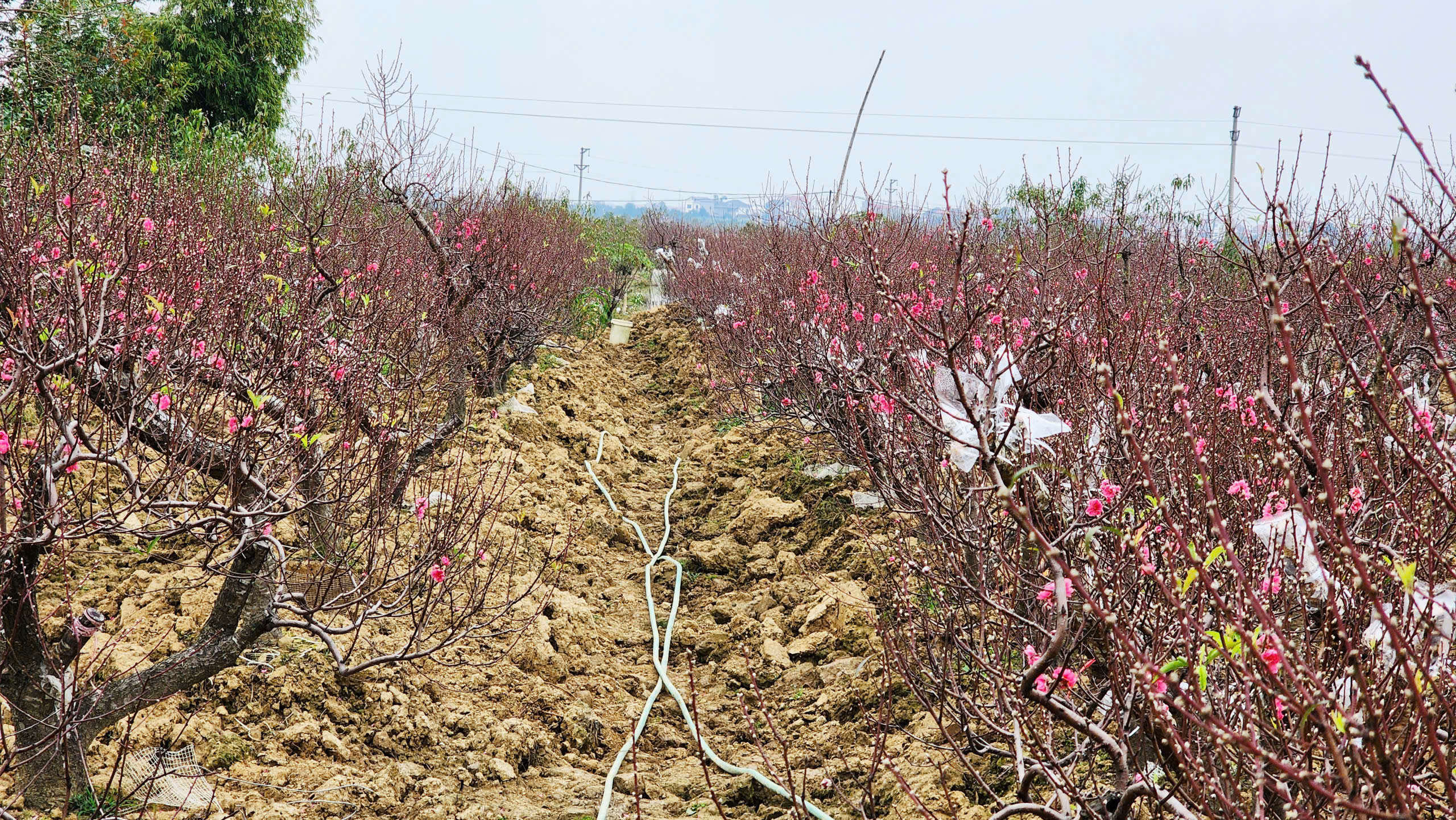"Làng đào Nhật Tân trên đất Kinh Bắc" nhộn nhịp vào vụ Tết