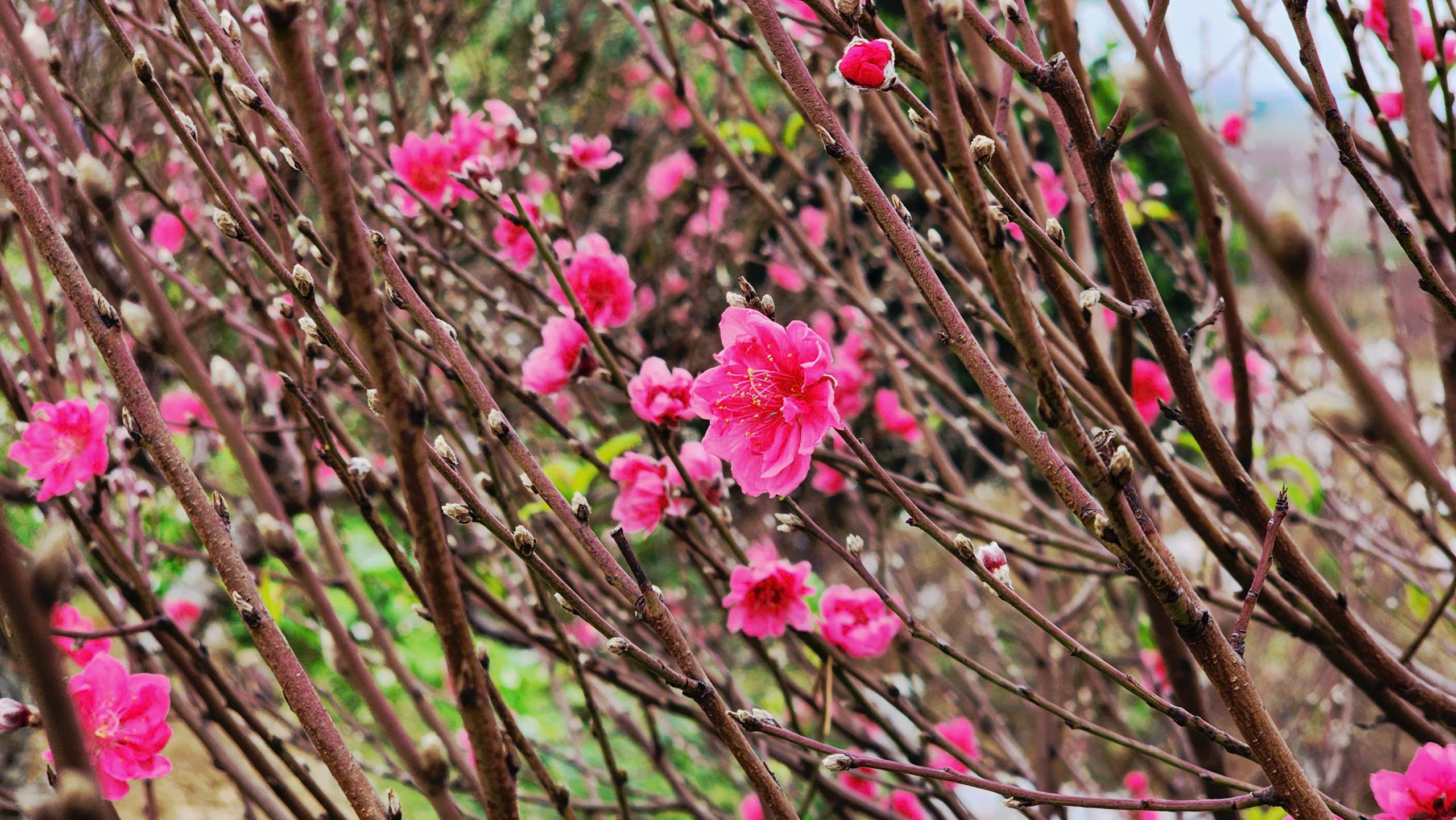 "Làng đào Nhật Tân trên đất Kinh Bắc" nhộn nhịp vào vụ Tết