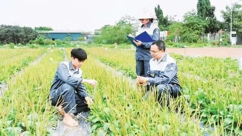Phát huy giá trị y dược cổ truyền
