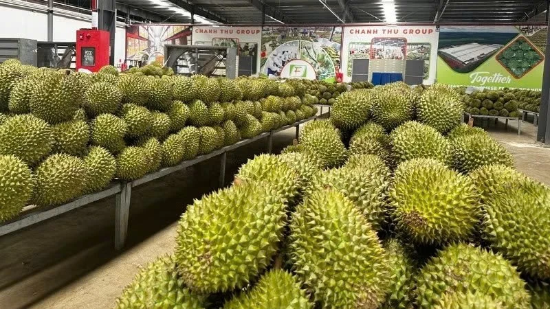 Đơn giản hóa thủ tục hành chính về mã số vùng trồng, mã số cơ sở đóng gói